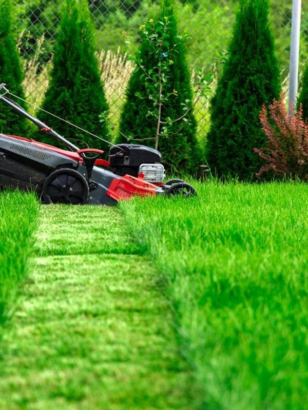 LAWN CUTII LAWN CUTII
