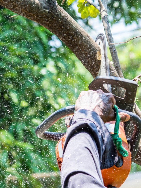 tree-trimming tree-trimming